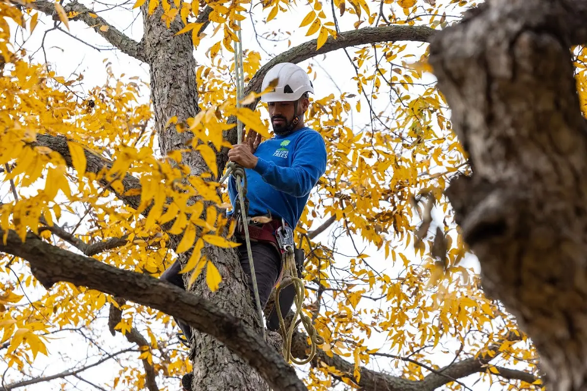 Skilled Tree Planting crew working in Lexington